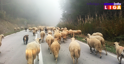 IL-Golija-rezervat-biosfere-ovce Može li Golija izgubiti titulu Rezervata biosfere?