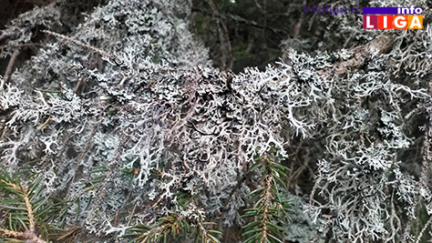 IL-Golija-rezervat-biosfere-paprat Planina Golija ostaje Rezervat biosfere
