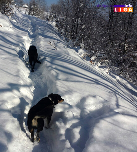 IL-golijski-psi Ledeno doba na Goliji