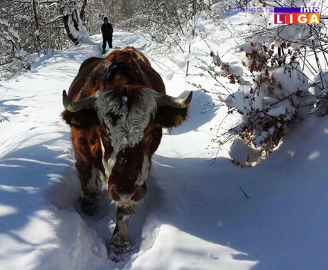 IL-zivotinje-pate-zbog-snega-i-leda Ledeno doba na Goliji