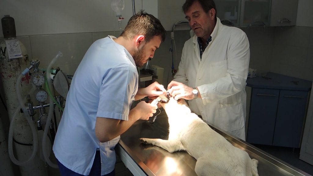 DSCN268700002113-21-40-1024x576 Savremena ordinacija za kućne ljubimce u Ivanjici