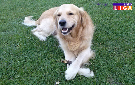 IL-vetas-dar-ordinacija-ivanjica-aris Savremena ordinacija za kućne ljubimce u Ivanjici