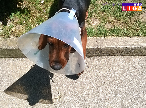 IL-vetas-dar-ordinacija-ivanjica-mali-pas Savremena ordinacija za kućne ljubimce u Ivanjici