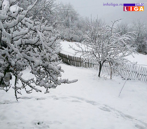 IL-Stradalo-i-voce Proizvođači ogorčeni, sneg dodatno oštetio malinjake