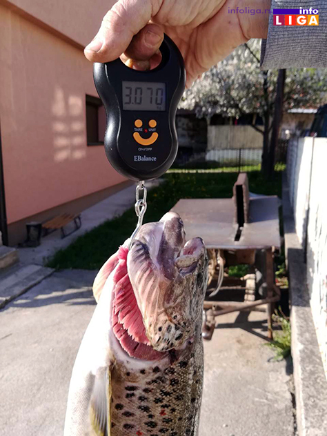 IL-izmerena-pastrmka Ulovio trofejnu pastrmku u Moravici