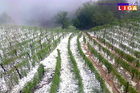 IL-maline-mraz-sneg-grad Povratak zime zabrinuo poljoprivrednike