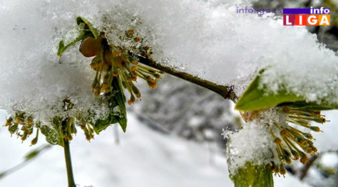 IL-pod-snegom-dren Milionska šteta od snega u voćnjacima i malinjacima (FOTO)