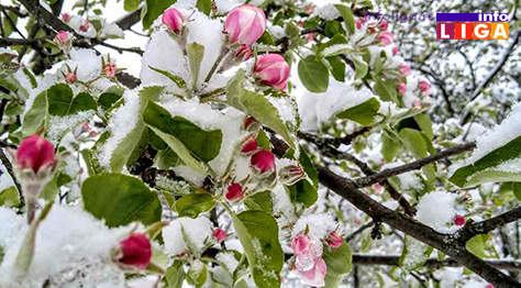 IL-pod-snegom-jabuka Milionska šteta od snega u voćnjacima i malinjacima (FOTO)