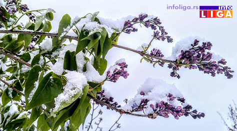 IL-pod-snegom-jorgovan Milionska šteta od snega u voćnjacima i malinjacima (FOTO)