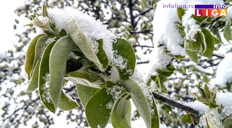 IL-pod-snegom-kajsija Milionska šteta od snega u voćnjacima i malinjacima (FOTO)