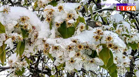 IL-pod-snegom-kruska Milionska šteta od snega u voćnjacima i malinjacima (FOTO)