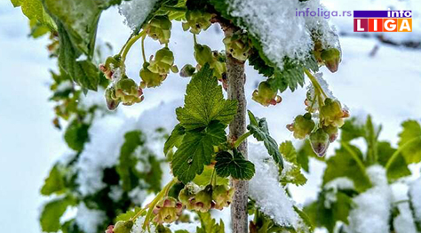 IL-pod-snegom-ribizla Milionska šteta od snega u voćnjacima i malinjacima (FOTO)