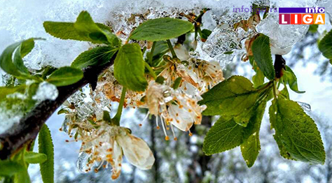 IL-pod-snegom-sljiva Milionska šteta od snega u voćnjacima i malinjacima (FOTO)
