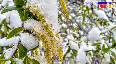 IL-pod-snegom-vrba Milionska šteta od snega u voćnjacima i malinjacima (FOTO)