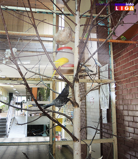 IL-skolske-ptice-2 Oduševiće vas novi stanari OŠ ''Milinko Kušić''