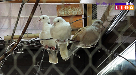 IL-skolske-ptice-3 Oduševiće vas novi stanari OŠ ''Milinko Kušić''