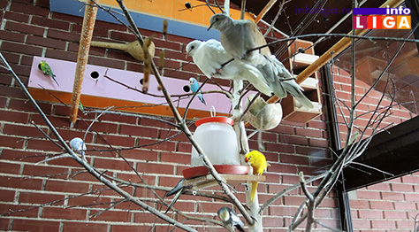 IL-skolske-ptice-4 Oduševiće vas novi stanari OŠ ''Milinko Kušić''