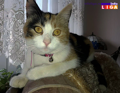 IL-ubijena-macka STRAŠNO! Mačku ubili iz puške, psa isekli kosom