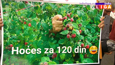 IL-protest-malinara-arilje-2017-3 Malinari traže od Vučića cenu od 225 dinara ili slede totalne blokade