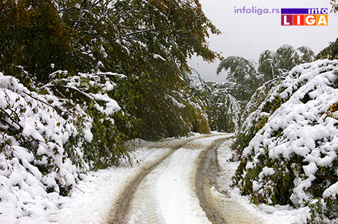 IL-sneg-golija-71017-2 Na Goliji teško prohodno, velike štete u voćnjacima (VIDEO)