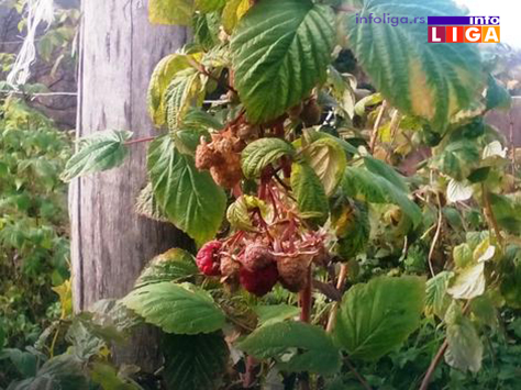 IL-maline-u-zimu2 Kad je cena losa maline rode i u zimu