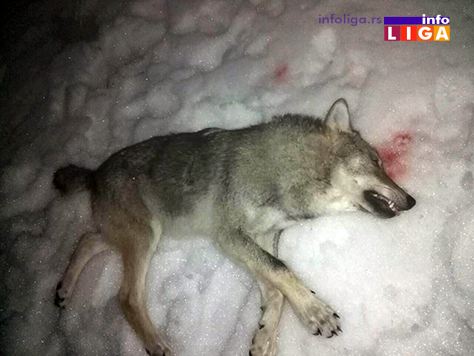 IL-odstreljen-vuk-na-goliji3 Odstreljen još jedan vuk na Čemernu