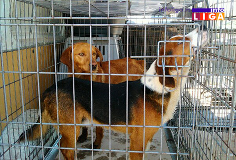 IL-prihvatiliste-za-pse2 Ivanjica planira izgradnju prihvatilišta za pse lutalice