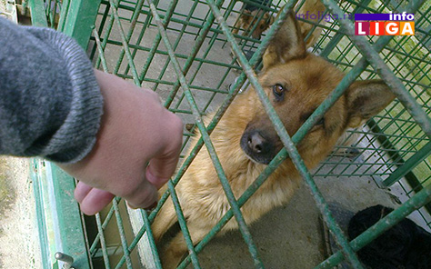 IL-prihvatiliste-za-pse3 Ivanjica planira izgradnju prihvatilišta za pse lutalice