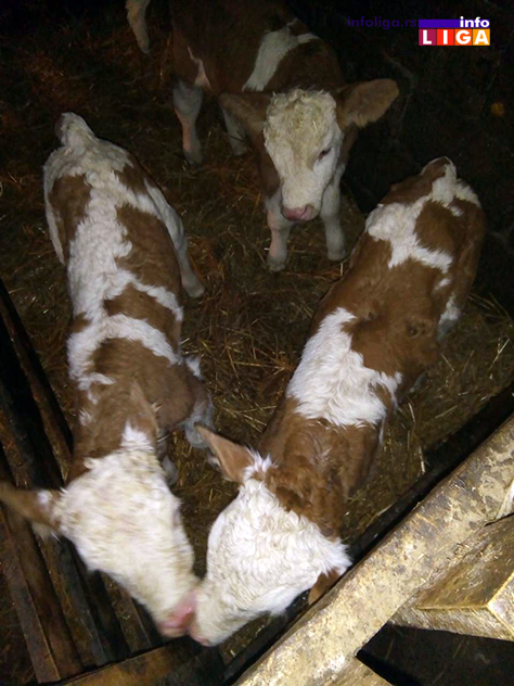 IL-ruza-belja-i-saronja Nesvakidašnje trojke iz Guče - Ruža, Belja i Šaronja