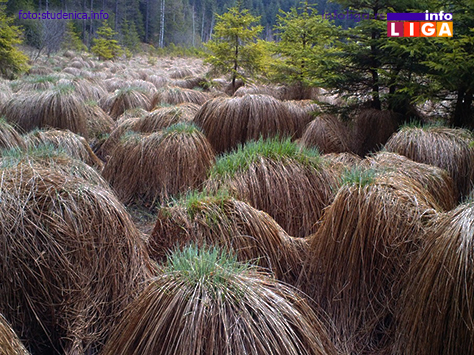 IL-kosaninova-jezera-studenica-info Košaninova jezera na Goliji – prirodni fenomen
