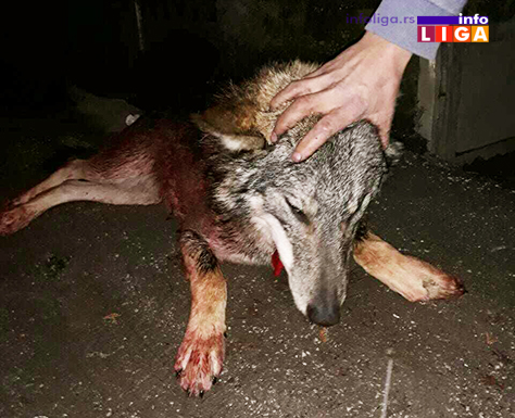 IL-vuk-ubijen-d-dubac2 Vuk pao u ''sačekuši'' (UZNEMIRUJUĆI FOTO)