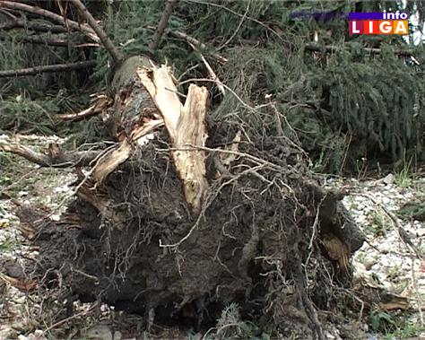 IL-nevreme-vetar-oluja-drvece Jezivo u ivanjičkim selima - Olujni vetar otkrivao krovove, nosio plastenike