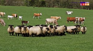 IL-ovce-krave-subvencije-300x166 Poziv gazdinstvima da ažuriraju podatke o životinjama zbog ostvarivanja prava na subvencije