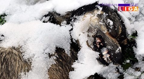 IL-trovanje-pasa STRAVIČNO - U naselju Bele njive leševi otrovanih pasa