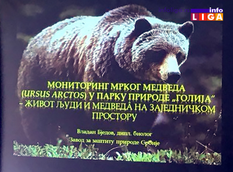 IL-mrki-medved-golija-monitoring2 Monitoringom ustanovljeno da na Goliji živi oko dvadesetak medveda