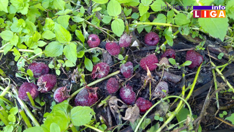 IL-malina-trula2 Cena maline mora da ''skoči'', rod je desetkovan