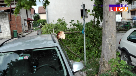 IL-palo-drvo-dom-zdravlja2 OPREZ - Jak vetar kida granje, nosi crepove