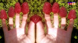 IL-prevara-malinara-300x166 Akontna cena maline 170, kupine 100 dinara