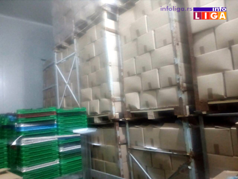 IL-zaledjena-mailina-hladnj Nestručno oborena stabla pokidala dalekovod - sela bez struje