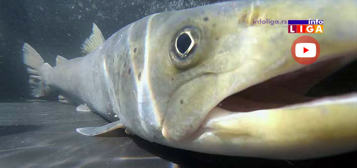 IL-mrest-video Ivanjičani jedinstveni po mrestu Mladice u ovom delu Evrope (VIDEO)