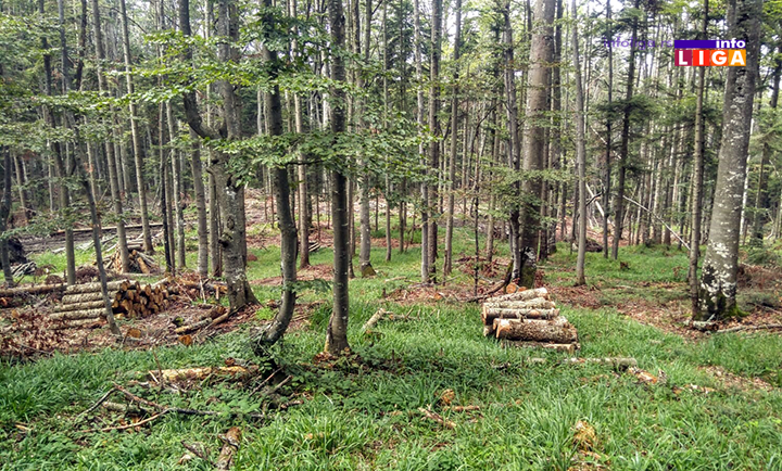 IL-osonicani-suma3 Alaramantno! U Srbiji za pet godina 48,2% manje šuma