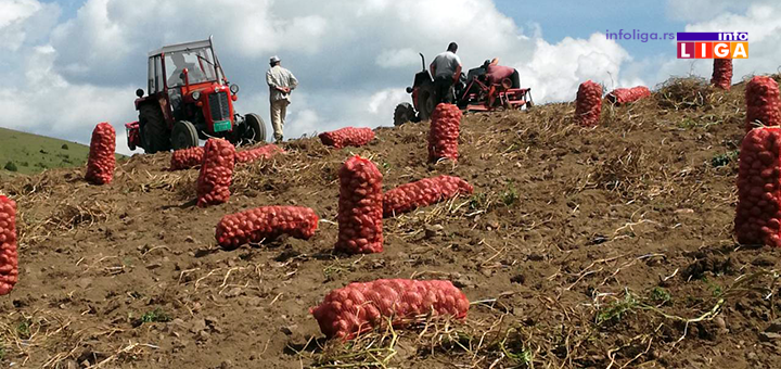 IL-ivanjicki-krompir-1 Za sertifikat brenda ''Ivanjički krompir'' 2000 evra po hektaru