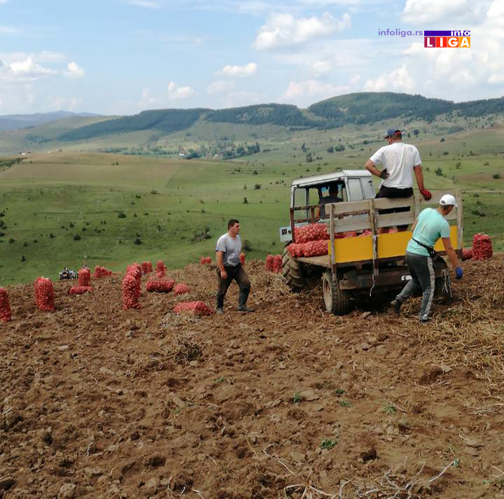 IL-ivanjicki-krompir-3 Za sertifikat brenda ''Ivanjički krompir'' 2000 evra po hektaru