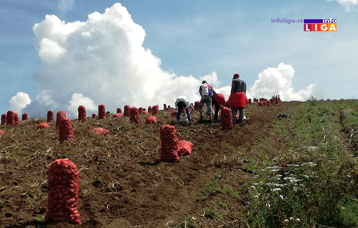 IL-ivanjicki-krompir-4 Dičimo se ivanjičkim krompirom a proizvođači na mukama