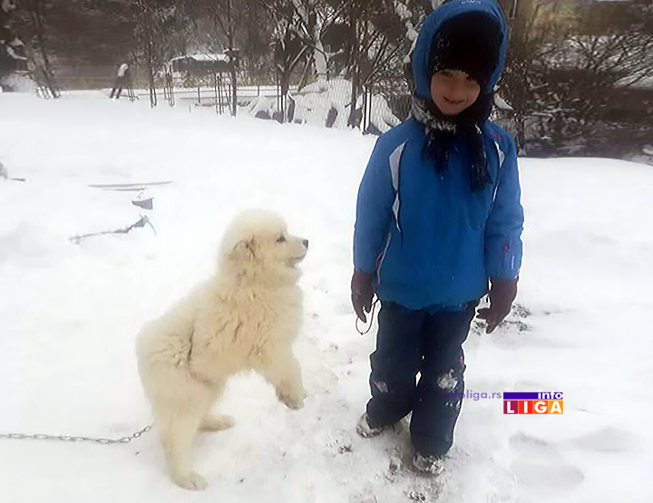 IL-ubijen-pas-i-decak Zverski postupak u naselju Lučka reka za svaku osudu (UZNEMIRUJUĆE FOTOGRAFIJE)