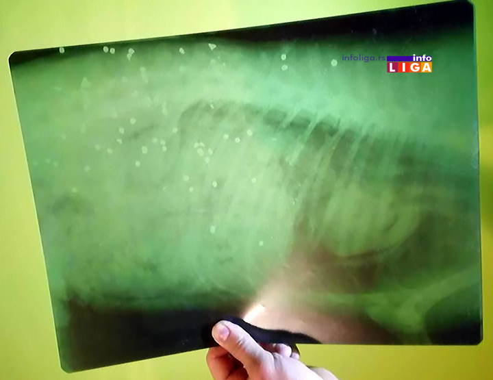 IL-ubijen-pas-snimak Zverski postupak u naselju Lučka reka za svaku osudu (UZNEMIRUJUĆE FOTOGRAFIJE)