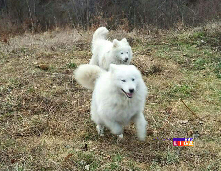 IL-ubijen-pas-u-drustvu Zverski postupak u naselju Lučka reka za svaku osudu (UZNEMIRUJUĆE FOTOGRAFIJE)
