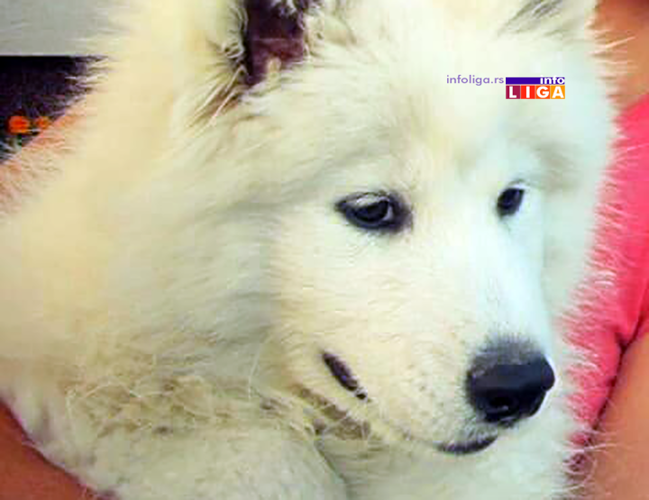 IL-ubijen-pas1 Zverski postupak u naselju Lučka reka za svaku osudu (UZNEMIRUJUĆE FOTOGRAFIJE)