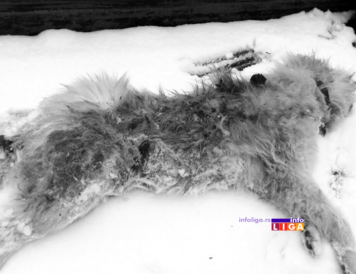 IL-ubijen-pas2 Zverski postupak u naselju Lučka reka za svaku osudu (UZNEMIRUJUĆE FOTOGRAFIJE)