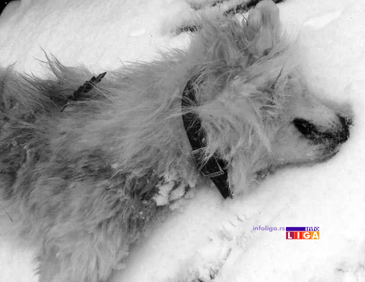 IL-ubijen-pas3 Zverski postupak u naselju Lučka reka za svaku osudu (UZNEMIRUJUĆE FOTOGRAFIJE)